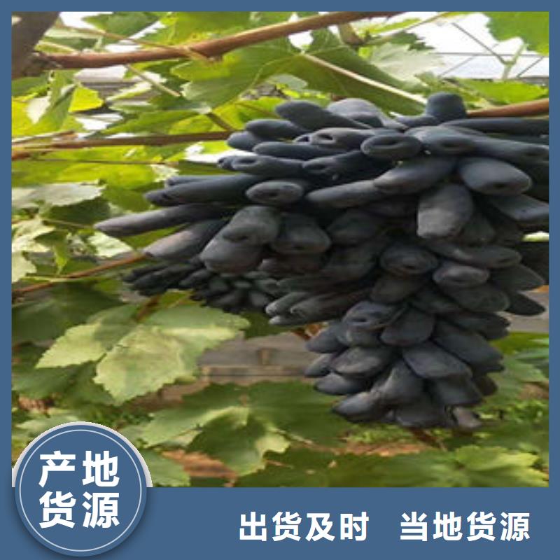 葡萄苗花椒苗匠心工艺