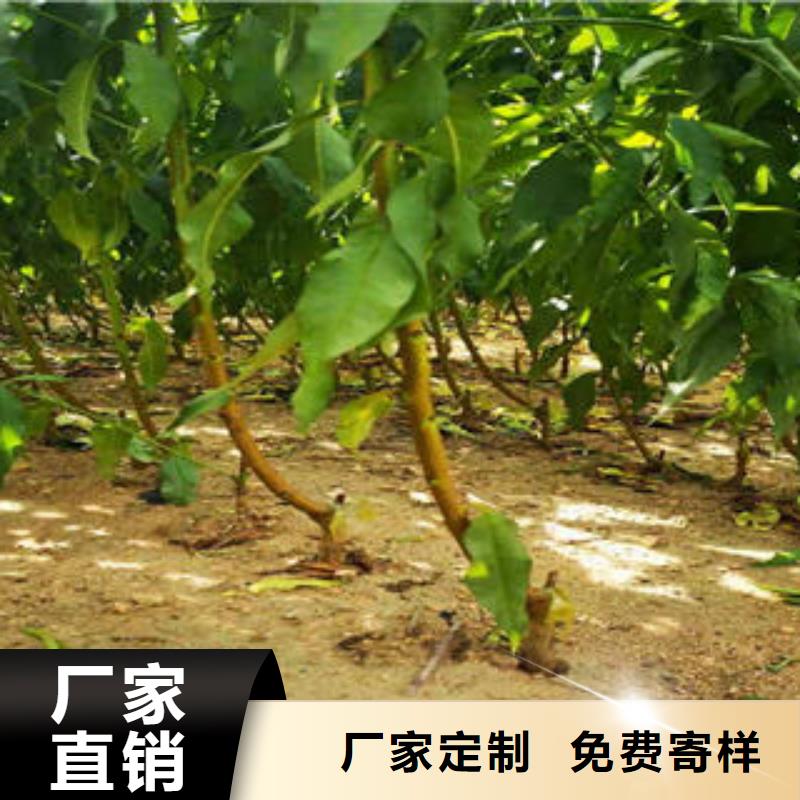 葡萄苗梨树苗厂家货源