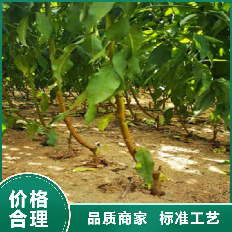 板栗苗视频-板栗苗|江苏省扬州市|江都|宝应|淮安|苏州|盐城|南京|南通