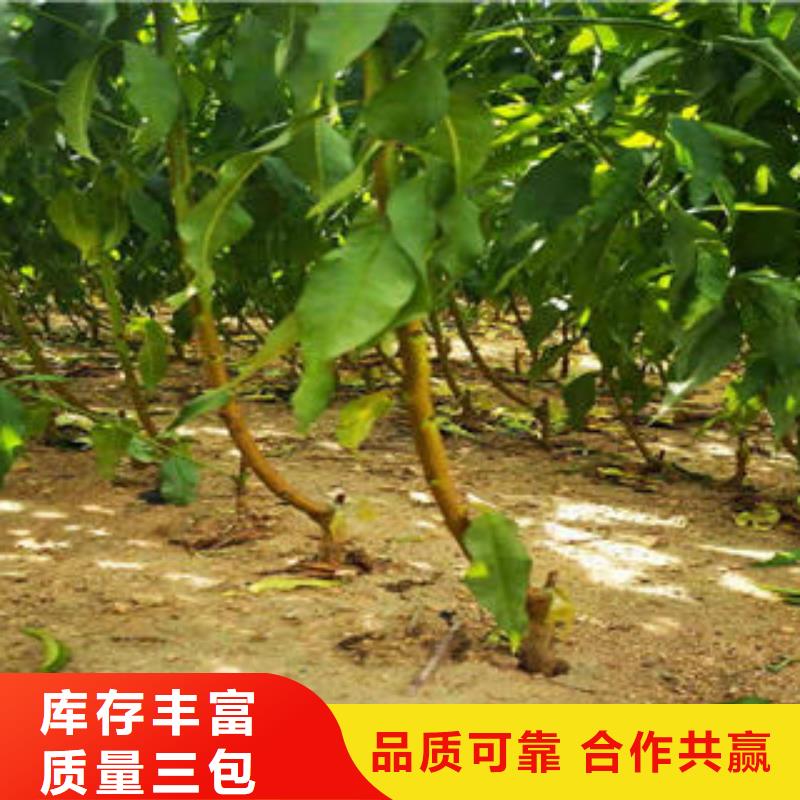 葡萄苗花椒苗用品质说话