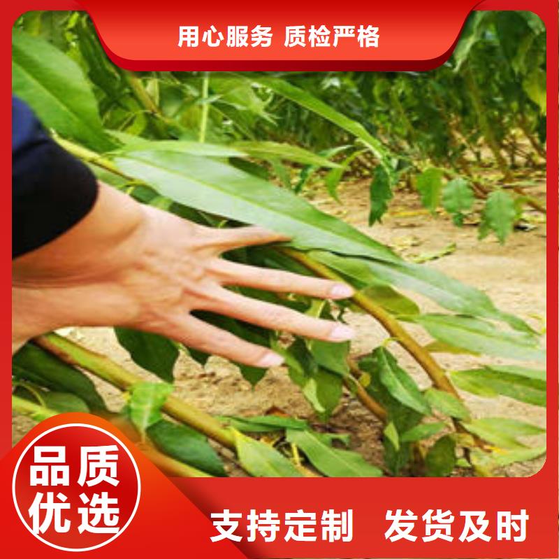 葡萄苗梨树苗厂家货源
