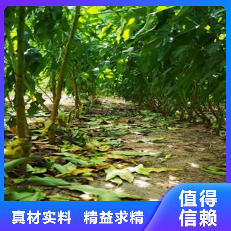 葡萄苗,【梨树苗】诚信经营现货现发-兴海苗木种植社(哈尔滨市分公司)|覆盖地域宾县|依兰|佳木斯|绥化|大庆|大兴安岭|齐齐哈尔|黑河|鹤岗