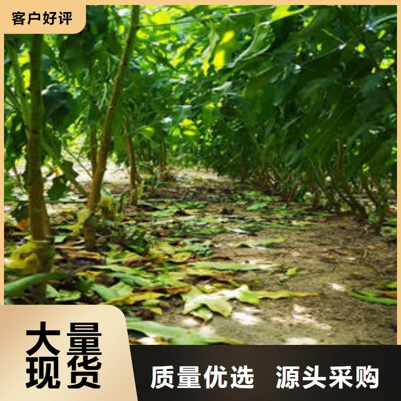 葡萄苗梨树苗厂家货源