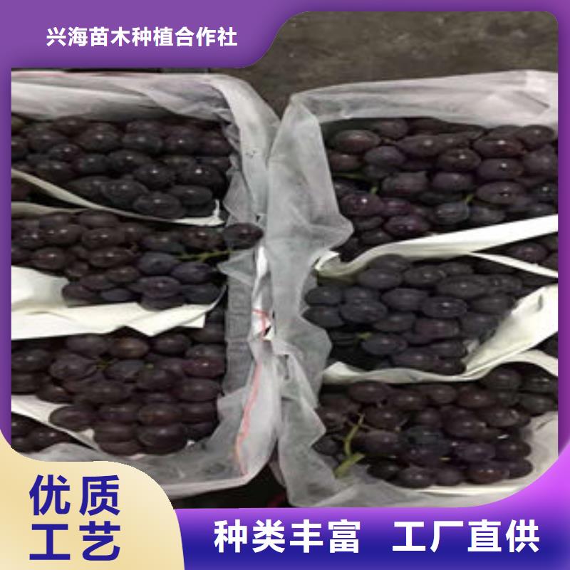 葡萄苗桃树苗联系厂家