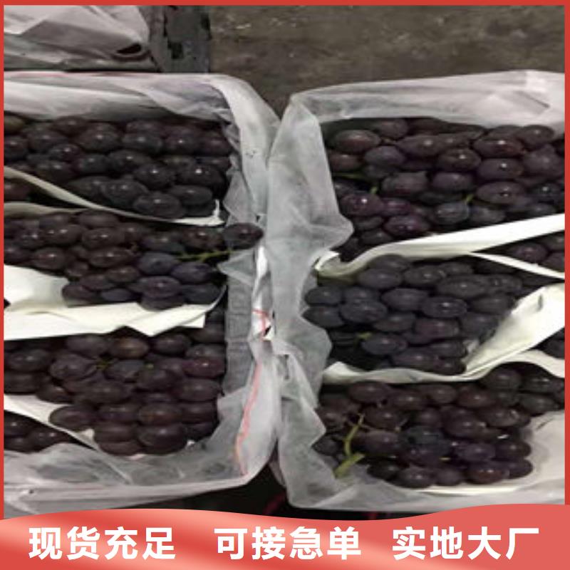 葡萄苗花椒苗用品质说话