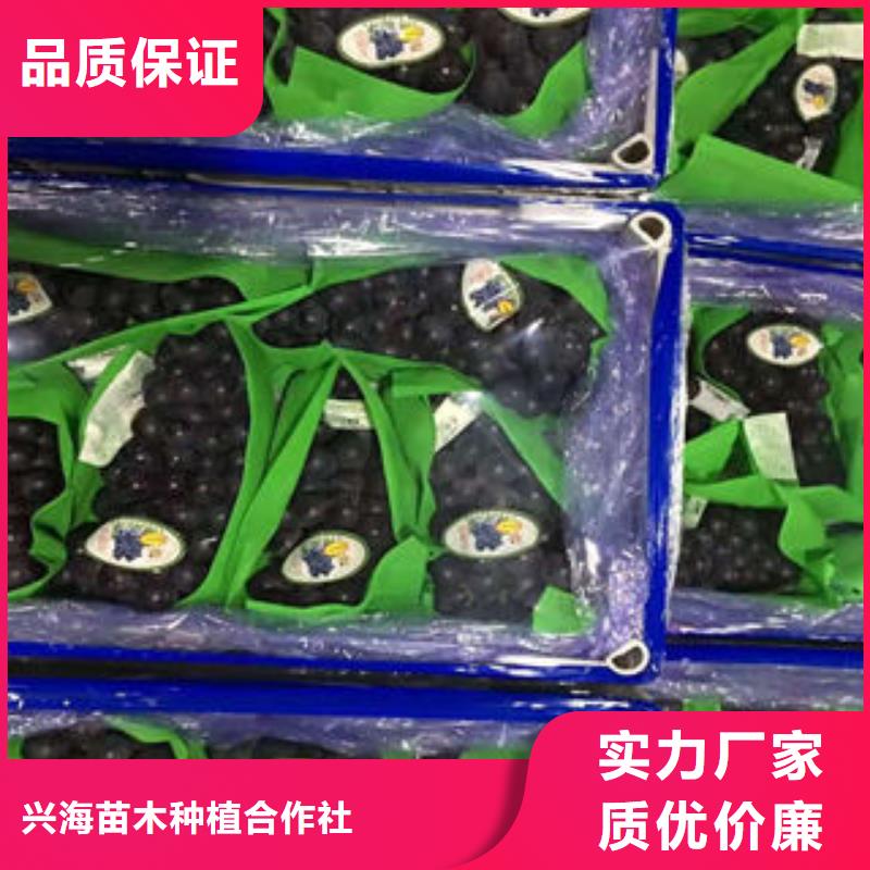 葡萄苗,【梨树苗】诚信经营现货现发-兴海苗木种植社(哈尔滨市分公司)|覆盖地域宾县|依兰|佳木斯|绥化|大庆|大兴安岭|齐齐哈尔|黑河|鹤岗