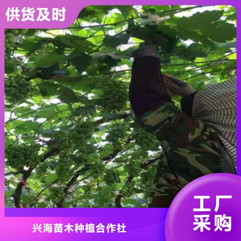 葡萄苗花椒苗用品质说话