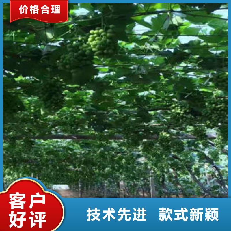 葡萄苗,【梨树苗】诚信经营现货现发-兴海苗木种植社(哈尔滨市分公司)|覆盖地域宾县|依兰|佳木斯|绥化|大庆|大兴安岭|齐齐哈尔|黑河|鹤岗
