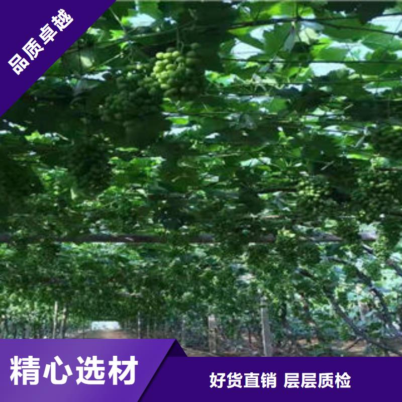 板栗苗视频-板栗苗|江苏省扬州市|江都|宝应|淮安|苏州|盐城|南京|南通