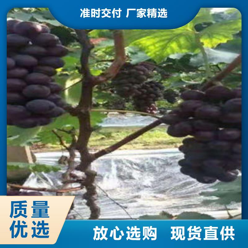 板栗苗视频-板栗苗-兴海苗木种植社(淮安市分公司)服务区域清河|涟水|常州|连云港|苏州|徐州|盐城|扬州