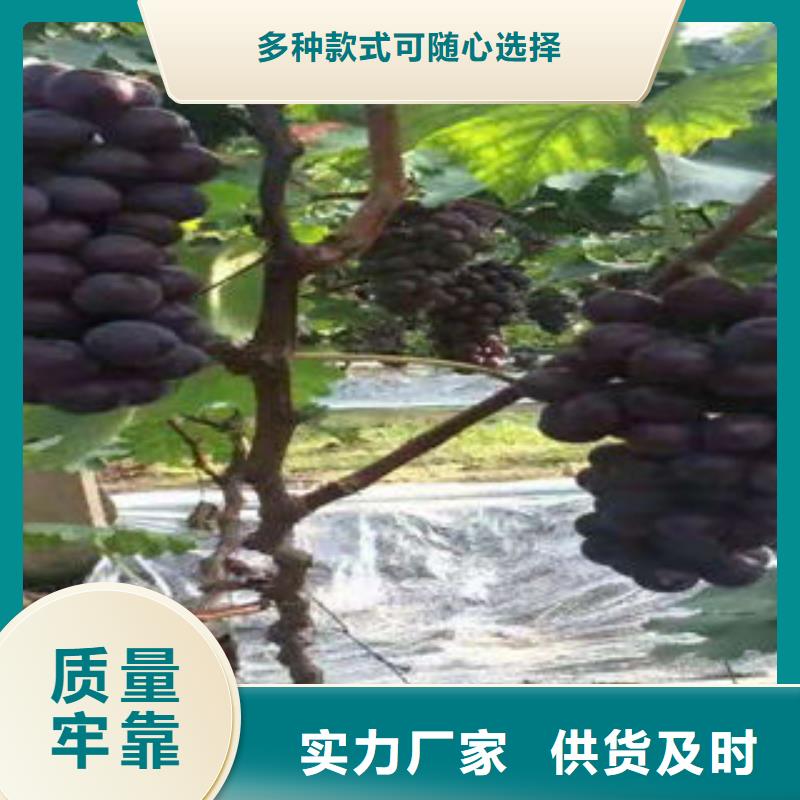 板栗苗视频-板栗苗|江苏省扬州市|江都|宝应|淮安|苏州|盐城|南京|南通