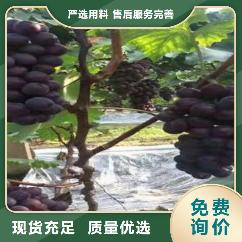 葡萄苗花椒苗用品质说话
