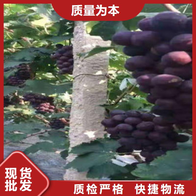 板栗苗视频-板栗苗-兴海苗木种植社(淮安市分公司)服务区域清河|涟水|常州|连云港|苏州|徐州|盐城|扬州