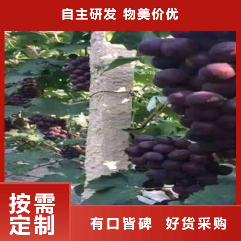 板栗苗视频-板栗苗|江苏省扬州市|江都|宝应|淮安|苏州|盐城|南京|南通