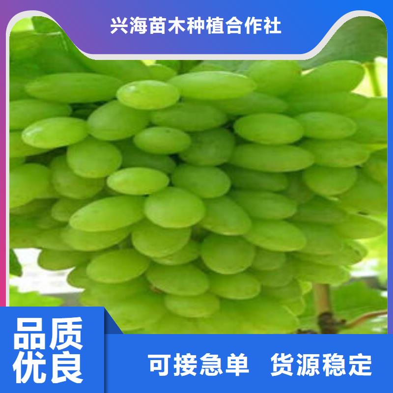 板栗苗视频-板栗苗|江苏省扬州市|江都|宝应|淮安|苏州|盐城|南京|南通