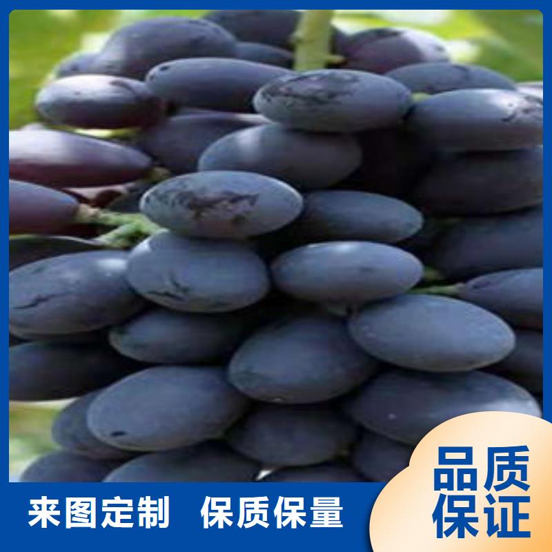 葡萄苗梨树苗厂家货源