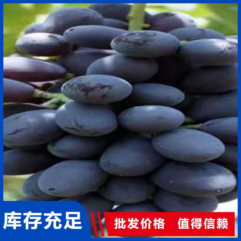 葡萄苗花椒苗匠心工艺