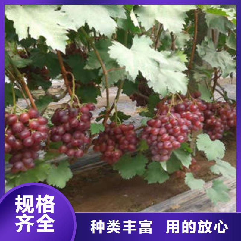 葡萄苗梨树苗厂家货源