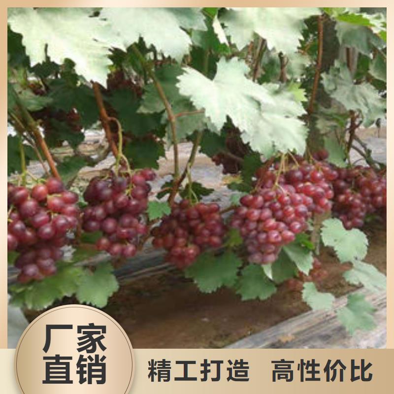 板栗苗视频-板栗苗-兴海苗木种植社(淮安市分公司)服务区域清河|涟水|常州|连云港|苏州|徐州|盐城|扬州