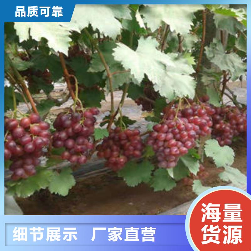 【葡萄苗】_核桃苗现货供应兴海板栗苗