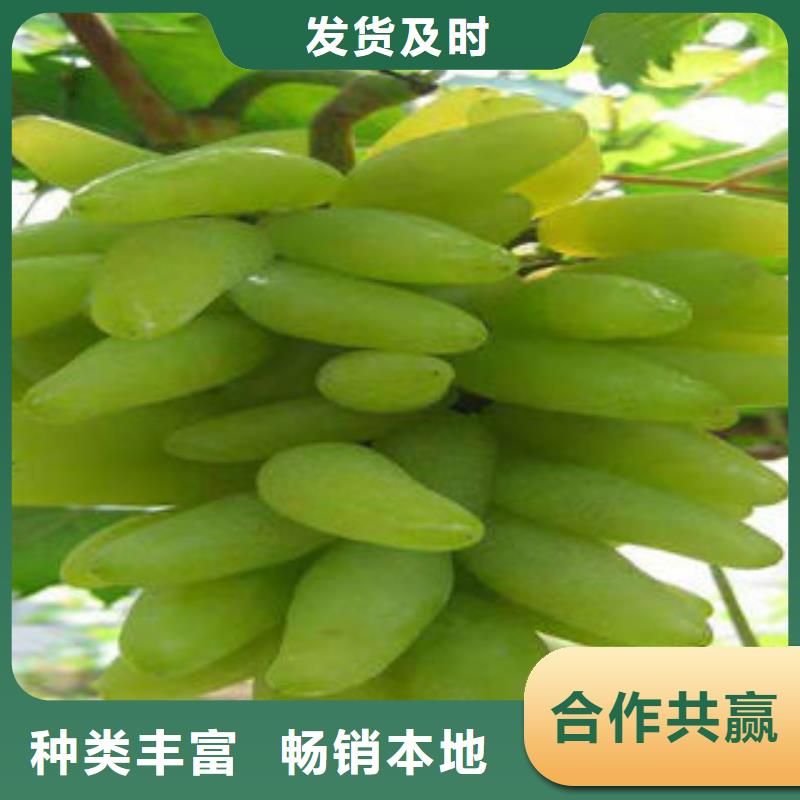 葡萄苗梨树苗厂家货源