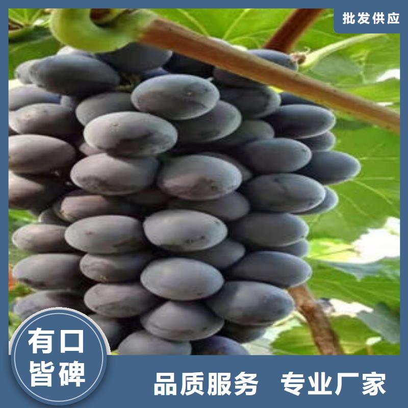 葡萄苗花椒苗用品质说话