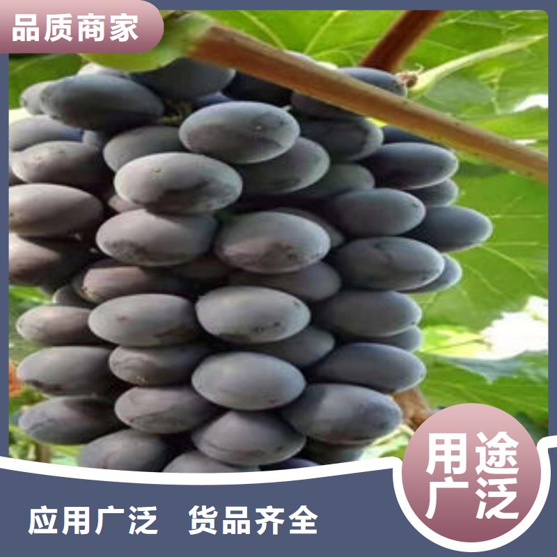 板栗苗视频-板栗苗-兴海苗木种植社(淮安市分公司)服务区域清河|涟水|常州|连云港|苏州|徐州|盐城|扬州