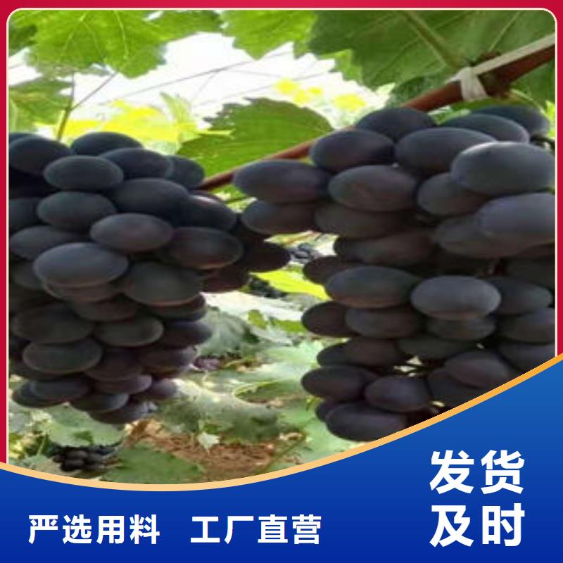 板栗苗视频-板栗苗-兴海苗木种植社(淮安市分公司)服务区域清河|涟水|常州|连云港|苏州|徐州|盐城|扬州