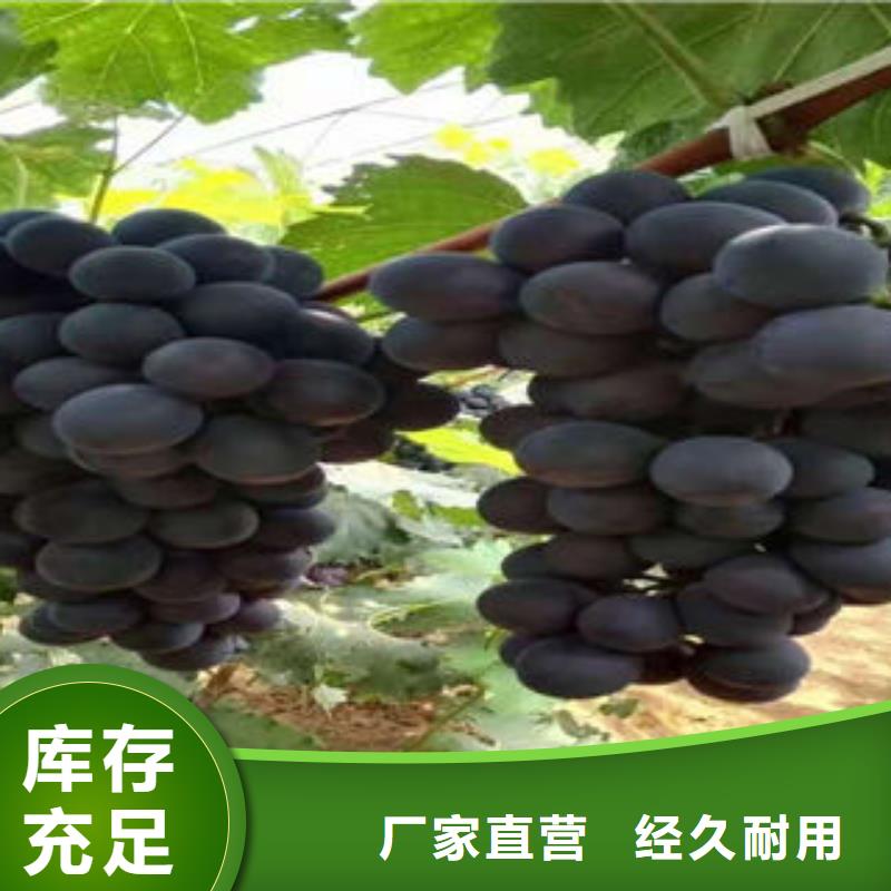 葡萄苗花椒苗用品质说话