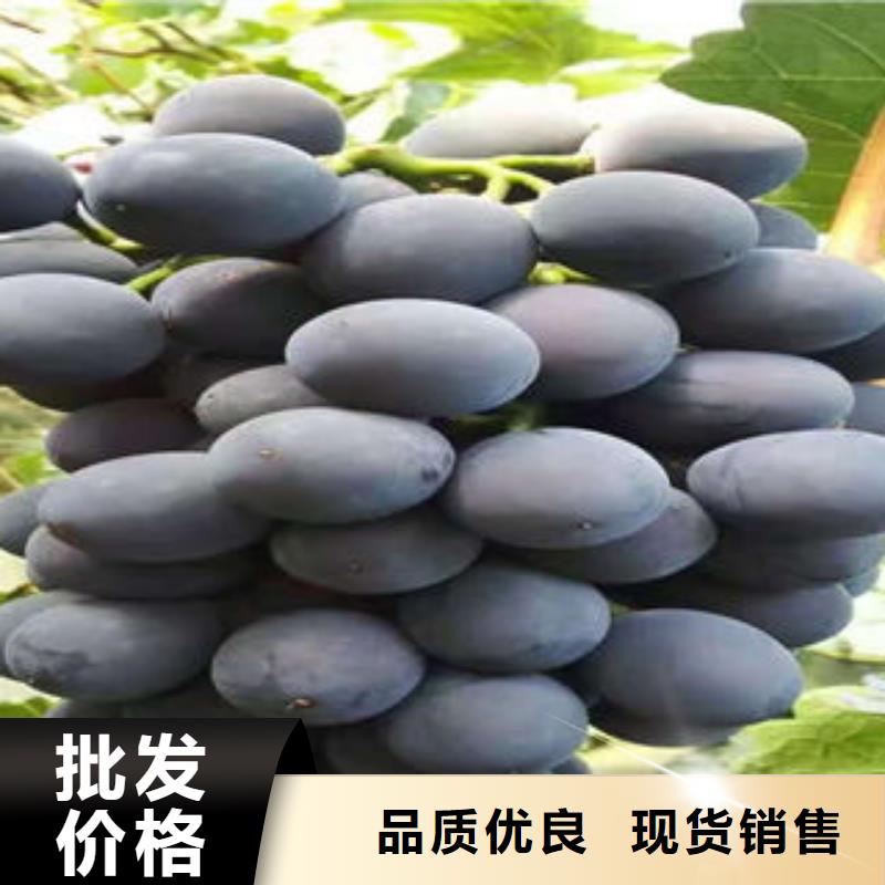 板栗苗视频-板栗苗|江苏省扬州市|江都|宝应|淮安|苏州|盐城|南京|南通
