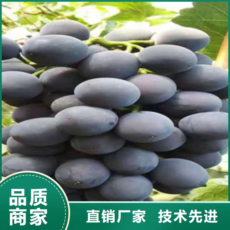 板栗苗视频-板栗苗-兴海苗木种植社(淮安市分公司)服务区域清河|涟水|常州|连云港|苏州|徐州|盐城|扬州