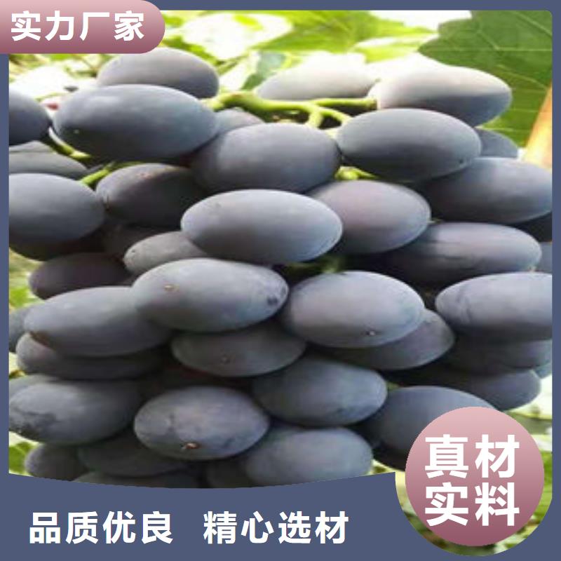葡萄苗,【梨树苗】诚信经营现货现发-兴海苗木种植社(哈尔滨市分公司)|覆盖地域宾县|依兰|佳木斯|绥化|大庆|大兴安岭|齐齐哈尔|黑河|鹤岗
