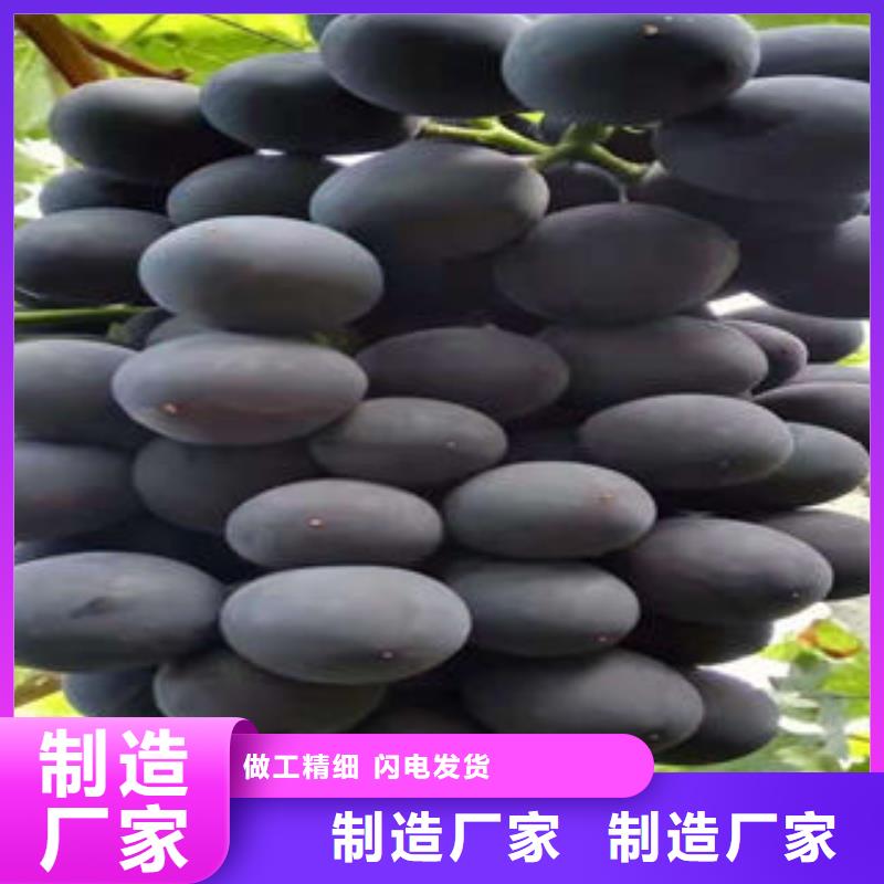 葡萄苗花椒苗用品质说话