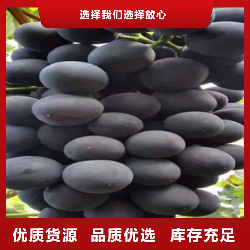 葡萄苗,【梨树苗】诚信经营现货现发-兴海苗木种植社(哈尔滨市分公司)|覆盖地域宾县|依兰|佳木斯|绥化|大庆|大兴安岭|齐齐哈尔|黑河|鹤岗