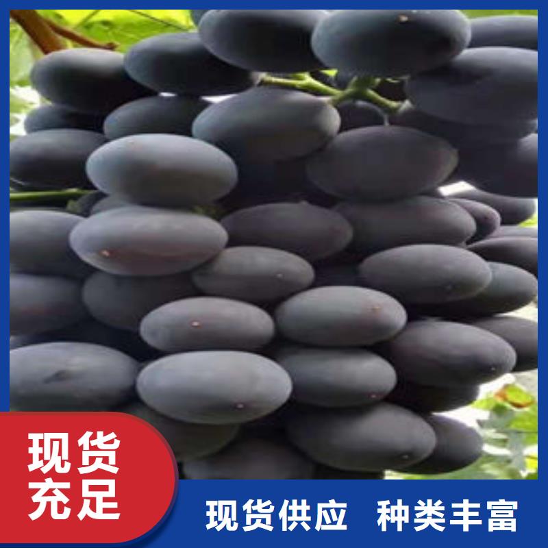 葡萄苗花椒苗匠心工艺