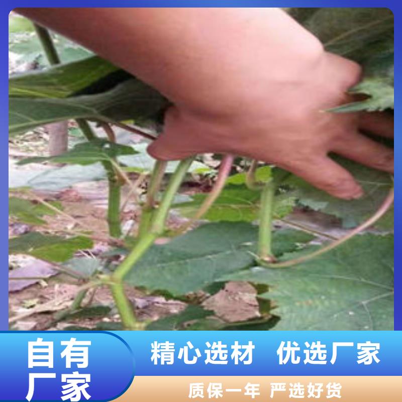 葡萄苗,【梨树苗】诚信经营现货现发-兴海苗木种植社(哈尔滨市分公司)|覆盖地域宾县|依兰|佳木斯|绥化|大庆|大兴安岭|齐齐哈尔|黑河|鹤岗