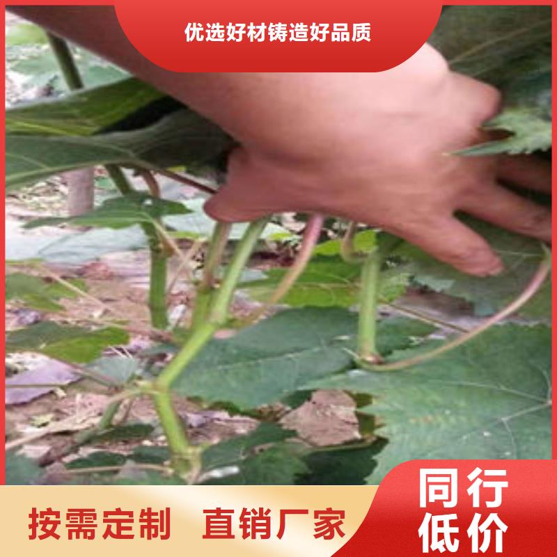 葡萄苗花椒苗用品质说话