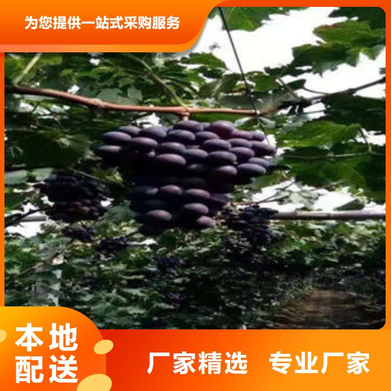 葡萄苗花椒苗用品质说话