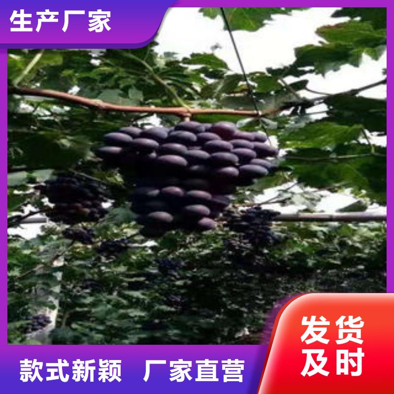 葡萄苗花椒苗用品质说话