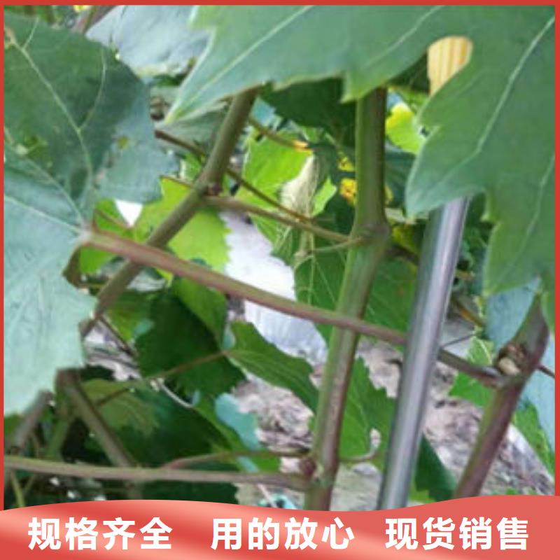 葡萄苗花椒苗用品质说话