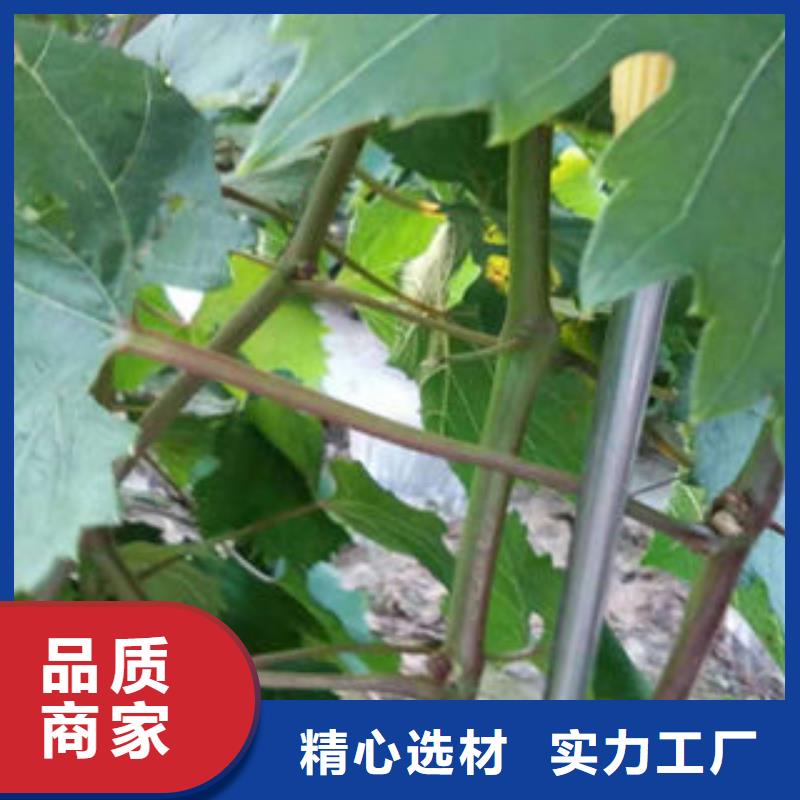 葡萄苗,【梨树苗】诚信经营现货现发-兴海苗木种植社(哈尔滨市分公司)|覆盖地域宾县|依兰|佳木斯|绥化|大庆|大兴安岭|齐齐哈尔|黑河|鹤岗
