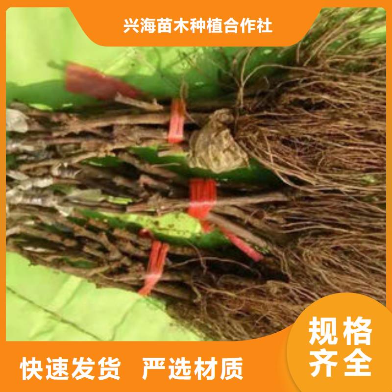 葡萄苗花椒苗用品质说话