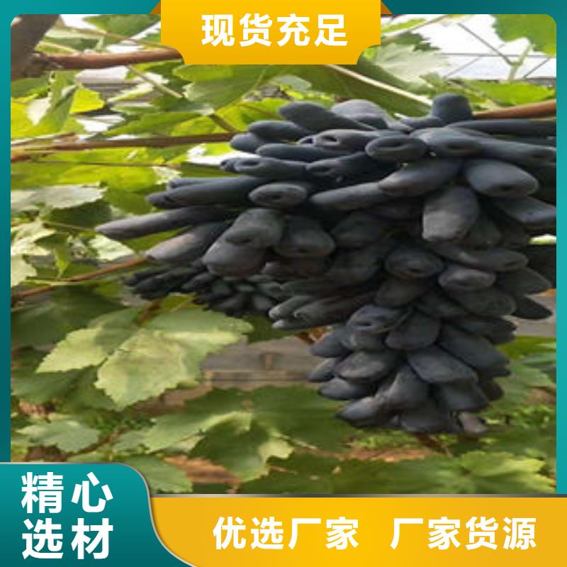 葡萄苗花椒苗用品质说话