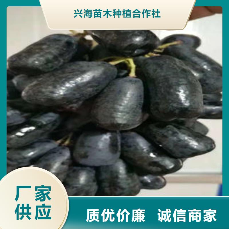 葡萄苗花椒苗用品质说话