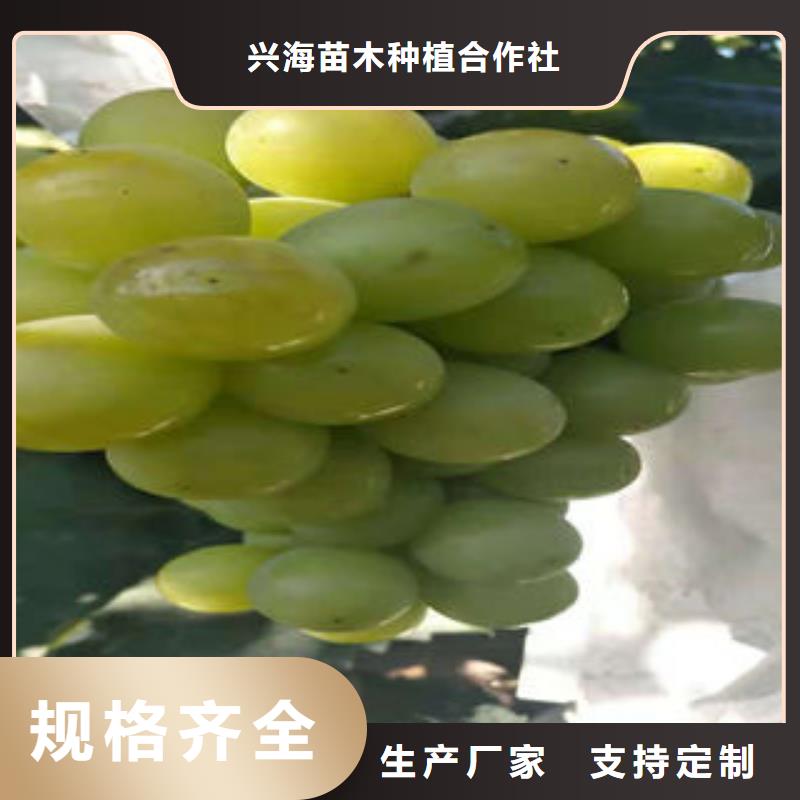 葡萄苗梨树苗厂家货源