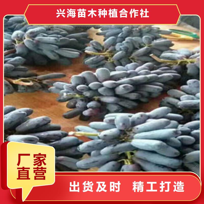 葡萄苗花椒苗匠心工艺