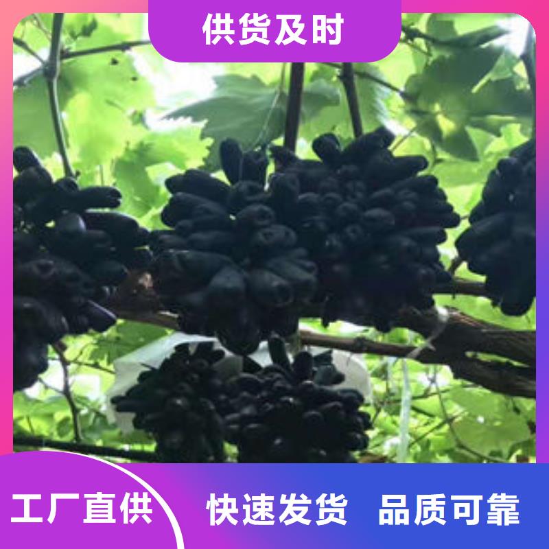 葡萄苗花椒苗用品质说话