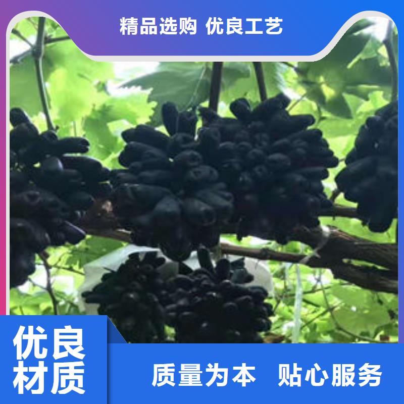 葡萄苗花椒苗用品质说话
