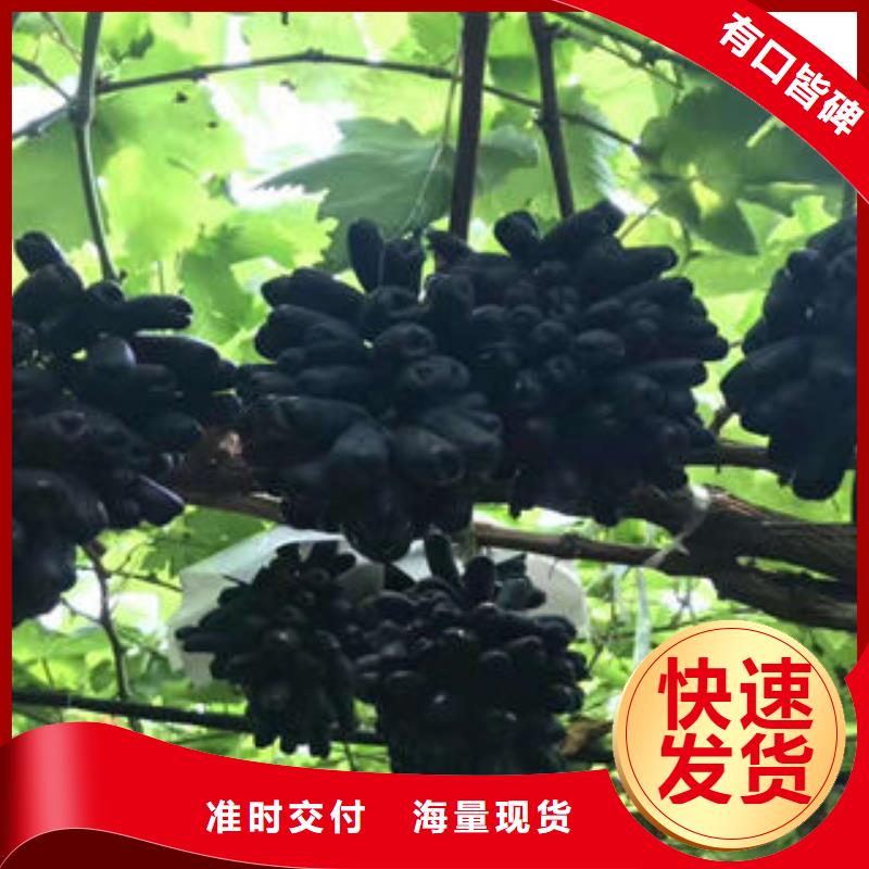 葡萄苗,【梨树苗】诚信经营现货现发-兴海苗木种植社(哈尔滨市分公司)|覆盖地域宾县|依兰|佳木斯|绥化|大庆|大兴安岭|齐齐哈尔|黑河|鹤岗