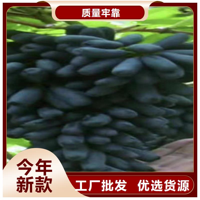 葡萄苗花椒苗用品质说话